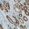 Cytochrome C Oxidase Subunit 4I1 antibody, AF5814, R&D Systems, Immunohistochemistry paraffin image 