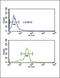 Methionine Sulfoxide Reductase A antibody, 62-820, ProSci, Immunofluorescence image 