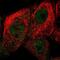 Cyclin Dependent Kinase Inhibitor 2D antibody, NBP2-58778, Novus Biologicals, Immunofluorescence image 