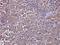 Autophagy Related 12 antibody, NBP2-15501, Novus Biologicals, Immunohistochemistry frozen image 