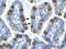 Cyclin Dependent Kinase 7 antibody, 31-031, ProSci, Western Blot image 