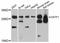 Osteoclast Stimulating Factor 1 antibody, LS-C747343, Lifespan Biosciences, Western Blot image 
