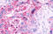 G Protein-Coupled Receptor 61 antibody, MBS244046, MyBioSource, Immunohistochemistry frozen image 