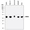 High Mobility Group Box 1 antibody, MAB16901, R&D Systems, Western Blot image 