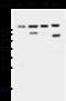 Adaptor Related Protein Complex 2 Subunit Beta 1 antibody, 106981-T32, Sino Biological, Western Blot image 