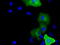 SHC Adaptor Protein 1 antibody, TA501103, Origene, Immunofluorescence image 