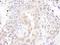 HEXIM P-TEFb Complex Subunit 1 antibody, NBP1-71867, Novus Biologicals, Immunohistochemistry frozen image 