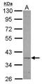 Biogenesis Of Ribosomes BRX1 antibody, GTX116224, GeneTex, Western Blot image 