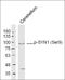 Synapsin I antibody, orb7041, Biorbyt, Western Blot image 