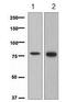 MYB Proto-Oncogene, Transcription Factor antibody, ab109127, Abcam, Western Blot image 