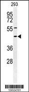 Neuron-specific antigen HPC-1 antibody, MBS9206360, MyBioSource, Western Blot image 