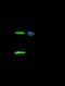 Chloride Intracellular Channel 4 antibody, 12271-RP02, Sino Biological, Immunoprecipitation image 