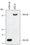 Wnt Family Member 8B antibody, MAB33671, R&D Systems, Western Blot image 