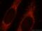 Synaptojanin 2 Binding Protein antibody, 15666-1-AP, Proteintech Group, Immunofluorescence image 