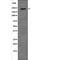 Tumor suppressor p53-binding protein 1 antibody, PA5-64645, Invitrogen Antibodies, Western Blot image 