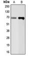 Chromogranin A antibody, orb213736, Biorbyt, Western Blot image 