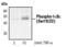 NFKB Inhibitor Epsilon antibody, PA5-17532, Invitrogen Antibodies, Western Blot image 