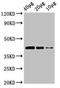 Wnt Family Member 8B antibody, orb53099, Biorbyt, Western Blot image 