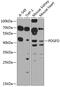 Platelet Derived Growth Factor D antibody, 23-482, ProSci, Western Blot image 