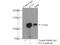 Fucosyltransferase 9 antibody, 19497-1-AP, Proteintech Group, Immunoprecipitation image 