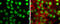 Tripartite Motif Containing 33 antibody, GTX131686, GeneTex, Immunocytochemistry image 