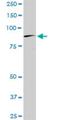 Bromodomain Containing 2 antibody, H00006046-M01, Novus Biologicals, Western Blot image 