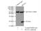 BUD31 Homolog antibody, 11798-1-AP, Proteintech Group, Immunoprecipitation image 