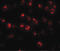 Maelstrom Spermatogenic Transposon Silencer antibody, LS-C108687, Lifespan Biosciences, Immunofluorescence image 