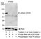 p65 antibody, A302-063A, Bethyl Labs, Immunoprecipitation image 