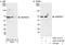 Sosondowah Ankyrin Repeat Domain Family Member C antibody, A301-412A, Bethyl Labs, Western Blot image 