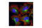 Eukaryotic Elongation Factor 2 Kinase antibody, 3692S, Cell Signaling Technology, Immunocytochemistry image 