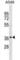 Olfactory receptor OR6-13 antibody, abx030351, Abbexa, Western Blot image 