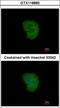 Tripartite Motif Containing 10 antibody, GTX118880, GeneTex, Immunofluorescence image 