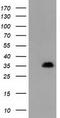 Aryl sulfotransferase IV antibody, CF501838, Origene, Western Blot image 