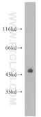 Programmed Cell Death 1 antibody, 18106-1-AP, Proteintech Group, Western Blot image 