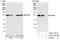 Pre-MRNA Processing Factor 6 antibody, A302-773A, Bethyl Labs, Immunoprecipitation image 