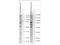 SH3 Domain Binding Protein 2 antibody, P04008, Boster Biological Technology, Western Blot image 