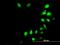Iroquois Homeobox 3 antibody, H00079191-M08, Novus Biologicals, Immunofluorescence image 