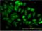 Enolase 1 antibody, H00002023-M01, Novus Biologicals, Immunofluorescence image 