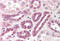 Bifunctional polynucleotide phosphatase/kinase antibody, MBS240533, MyBioSource, Immunohistochemistry frozen image 