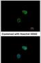 Proteasome 26S Subunit, ATPase 6 antibody, PA5-21566, Invitrogen Antibodies, Immunofluorescence image 