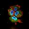 Synaptotagmin 7 antibody, orb99093, Biorbyt, Immunofluorescence image 