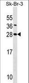 Syndecan 4 antibody, LS-C168910, Lifespan Biosciences, Western Blot image 