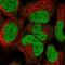 Triosephosphate Isomerase 1 antibody, HPA053568, Atlas Antibodies, Immunofluorescence image 