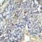 Rat CD152 antibody, LS-C669065, Lifespan Biosciences, Immunohistochemistry paraffin image 