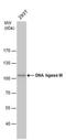 DNA Ligase 3 antibody, NBP1-41190, Novus Biologicals, Western Blot image 