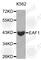 ELL Associated Factor 1 antibody, A0662, ABclonal Technology, Western Blot image 