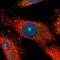 Cystathionine-Beta-Synthase antibody, NBP1-83255, Novus Biologicals, Immunocytochemistry image 