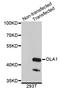 Obg Like ATPase 1 antibody, STJ26794, St John