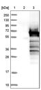 ATCAY Kinesin Light Chain Interacting Caytaxin antibody, PA5-53636, Invitrogen Antibodies, Western Blot image 